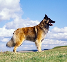 Tervuren_posed