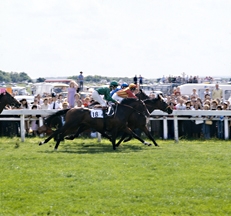 Thoroughbred, Shergar,18, at tattenham corner, the derby, Photo © Animal Photography, Sally Anne Thompson 