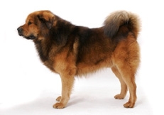 Tibetan_MAstiff_Tetsu_Yamazaki