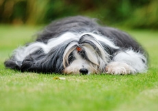 Tibetan Terrier resting photo © Eva Maria Kramer