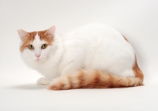 Turkish Van cat photo by Tetsu Yamazaki Animal Photography