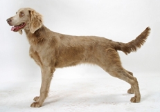 Weimaraner_longhair