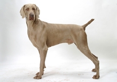 Weimaraner_shorthaired