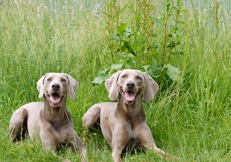 Weimaraners_Eva_Maria_Kramer