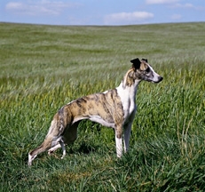 Whippet_Sally_Anne_Thompson