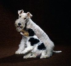 Wire_fox_terrier