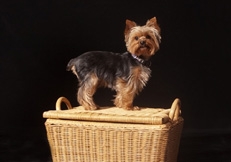 Yorkshire Terrier in studio Photo © Robin Burkett