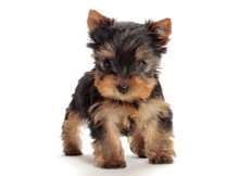 Yorkshire Terrier puppy Photo © Tetsu Yamazaki