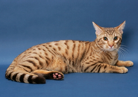 Ocicat