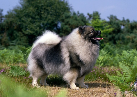 Keeshond