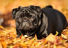 black_pugs