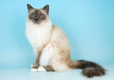 blue_point_Birman