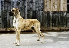 brindle_great_dane