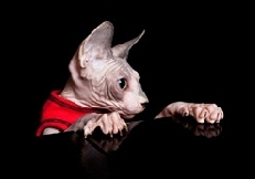 curious_peterbald_vidar_skauen