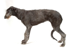 deerhound_studio