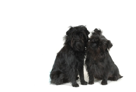 Affenpinscher