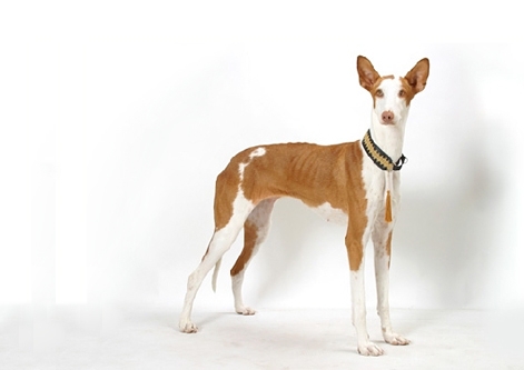 Ibizan Hound