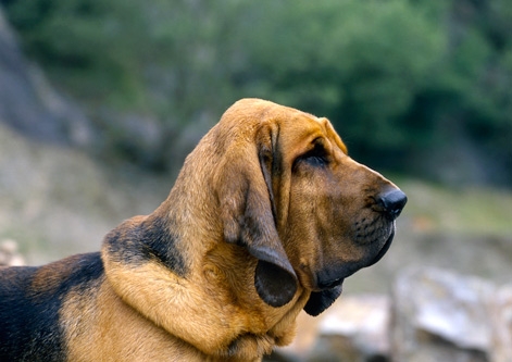 Bloodhound