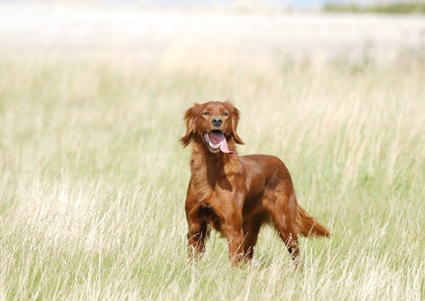 Irish Setter