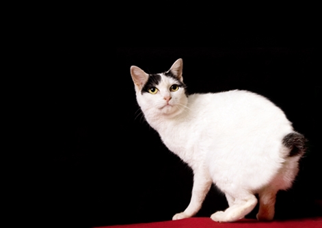 Japanese Bobtail