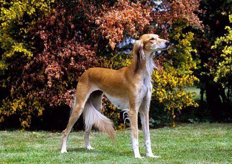 Saluki