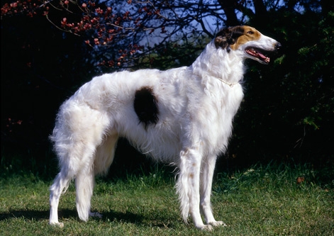 Borzoi