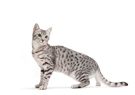 Egyptian Mau