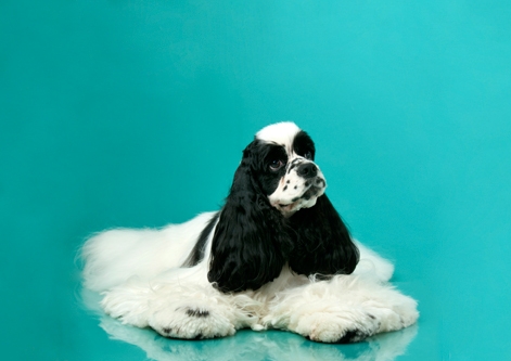 American Cocker Spaniel