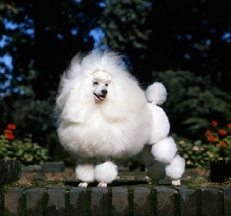 miniature_poodles_outdoors