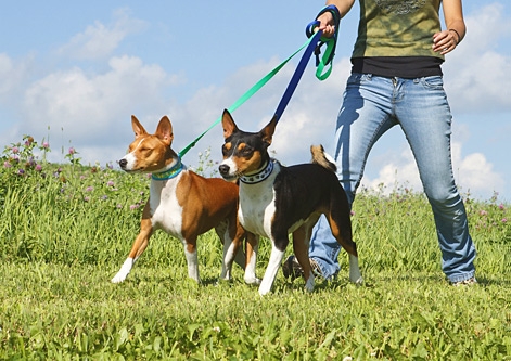 Basenji