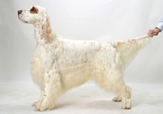 orange_belton_English_Setter