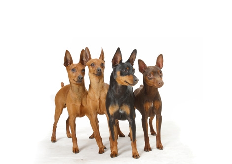 Miniature Pinscher