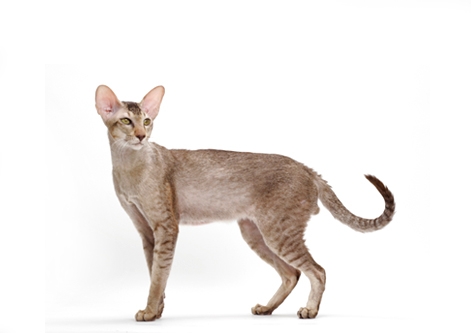 Oriental Shorthair