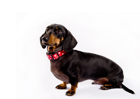 Dachshund