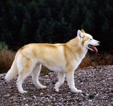 siberian_husky_sally_thmb