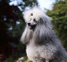 silver_miniature_poodles