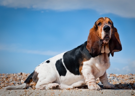 Basset Hound