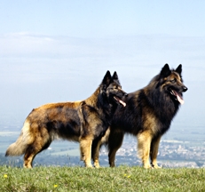 tervuren_belgian_shepherd