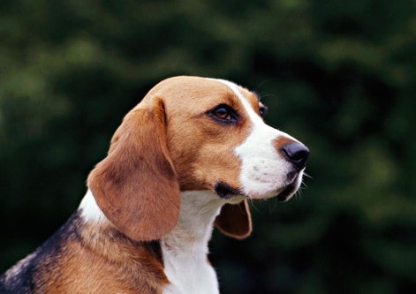 Beagle