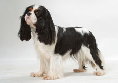 tricolour_Cavalier_King_Charles