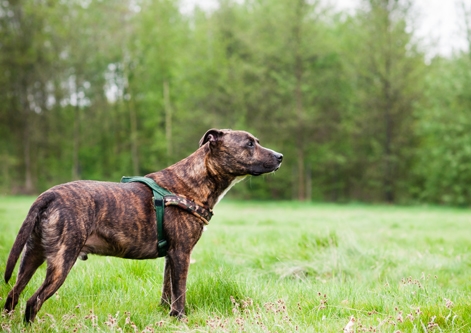 Staffordshire Bull Terrier