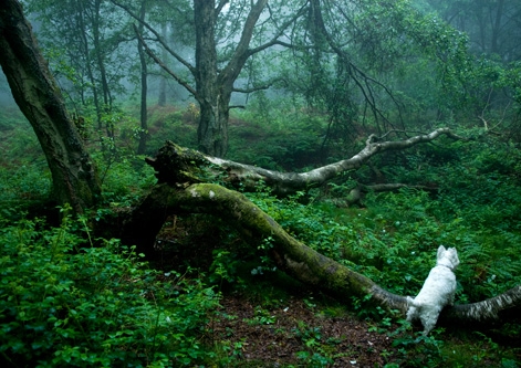 West Highland White Terrier