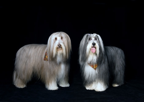 Bearded Collie