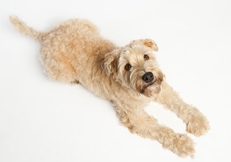 wheaten_indoors