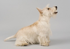 wheaten_scottie