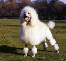 white_standard_poodles