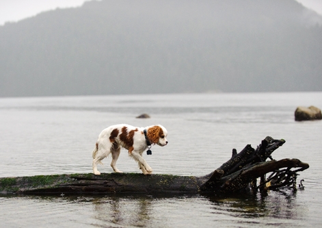 Cavalier King Charles Spaniel