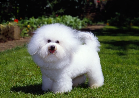 Bichon Frise