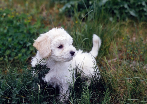 Bichon Bolognese