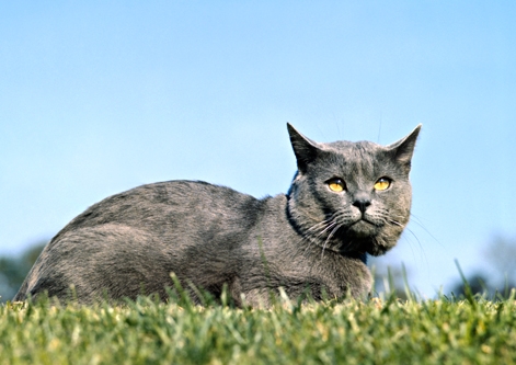 Chartreux